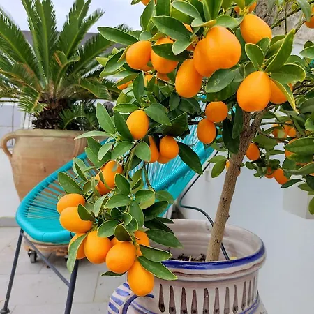 Διαμέρισμα Lo Xeri